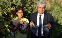 Hizan üzümünden 50 milyon TL gelir bekleniyor