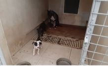 Pitbull Terrier cinsi köpek ve yavrularına el konuldu