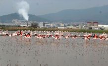 Flamingolar Söke Ovası’nı şenlendirdi
