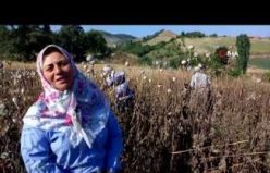 Amasya'da Haşhaş Hasadı Başladı