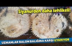 Türkiye Kıyılarında Balon Balığı Tehlikesi