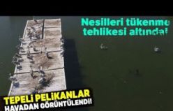 Yavrularını Büyüten Tepeli Pelikanlar Havadan Görüntülendi