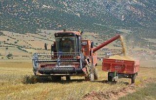 Buğday hasatı başladı