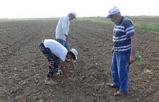 Muş’ta lahana ekimine başlandı