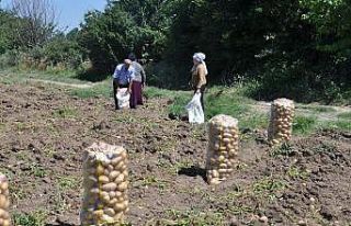 İnegöl’de patates hasadı başladı