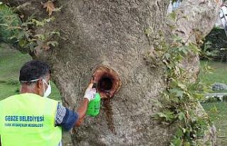 Asırlık çınarlar bakıma alındı