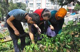 ESER’de hasat zamanı