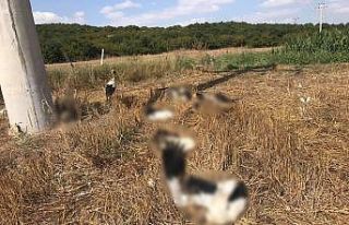 Tekirdağ’da toplu leylek ölümleri