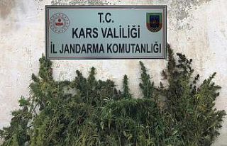 Kars’ta kenevir ele geçirildi