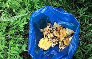 Orman mantarı zamanı