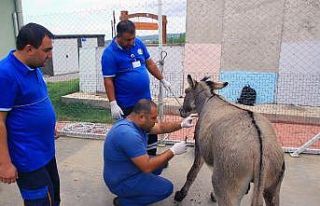 Vicdansızlar eşeği tüfekle vurdu