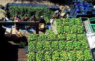 Adana’da mandalina hasadı başladı