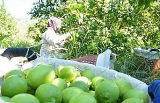 Muğla’da hasat zamanı