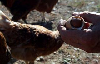 Bu da oldu, yumurtadan yumurta çıktı!