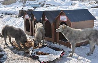 Avustralya’dan Yüksekova’ya köpek barınağı