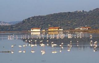 Flamingolar Bodrum’a akın etti