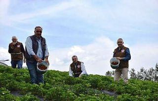 Köprübaşı’nda çilek hasadı başladı