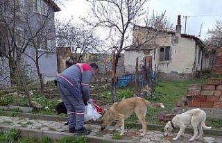 Sokak hayvanları besleniyor