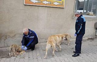 Sokak hayvanları unutulmadı