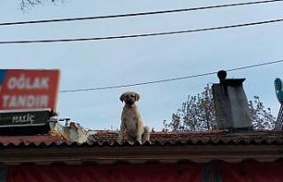 Tekirdağ’da gülümseten kare