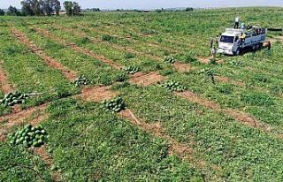 Adana’da karpuzda hasat coşkusu