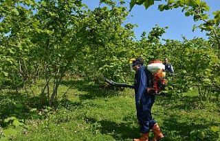 Fındıkta külleme mücadelesi başladı