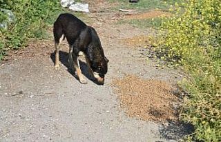 Manisa’da sokak hayvanları unutulmadı