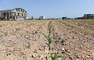 Muratpaşa’nın mısırları yeşerdi