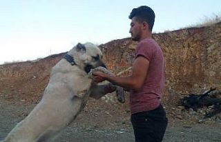 Otomobil fiyatına çoban köpeği