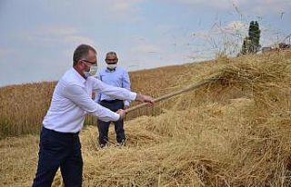 Altıntaş’ta buğday hasadı başladı