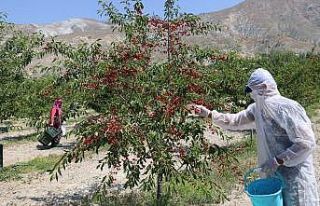 Erzincan’da vişne hasadı başladı