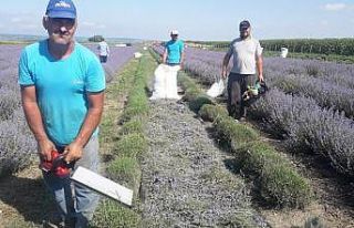 Vize’de lavanta hasadı heyecanı