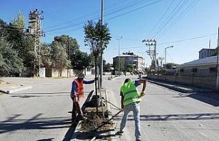 İpekyolu Belediyesinden ağaç dikimi