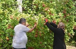 Bünyan’da Gilaburu hasadı başladı