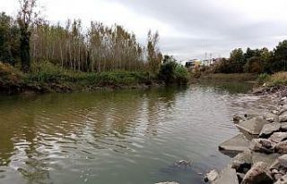 Bursa’da toplu balık ölümleri