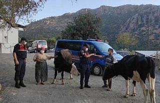 Çalınan hayvanları jandarma buldu