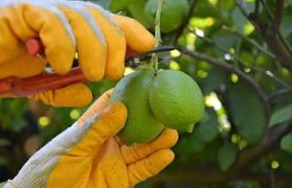 Muğla’da narenciye hasadı başladı