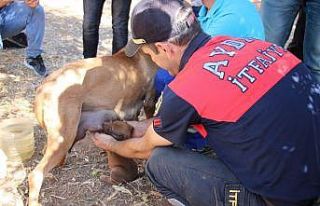 Yavru köpeği annesine kavuşturdular