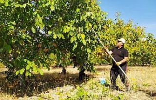 Yozgat’ta ceviz hasadı başladı