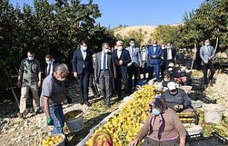 Adıyaman’da hurma hasadı başladı