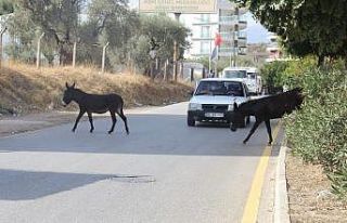 Kuraklık eşeklere yaradı