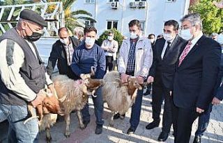 Osmaniye’de yetiştiricilere koç dağıtıldı.