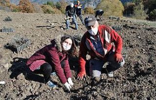 Sarıcakaya lavanta kokacak