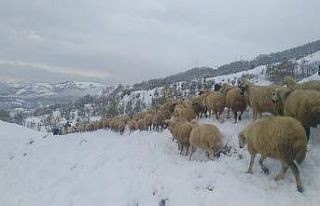 Tunceli’de kar yağışı