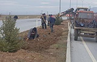 Altıntaş’ta süs bitkisi dikimi