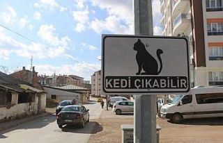 Dikkat kedi çıkabilir