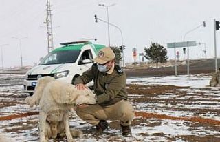 Polis sokak hayvanlarını unutmadı