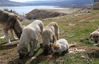 Tunceli’de sokak hayvanlarına vefa