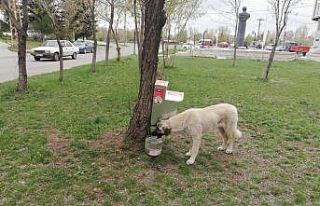 Belediye sokak köpeklerini unutmadı