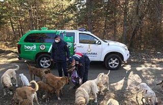 Jandarma sokak hayvanlarını besledi